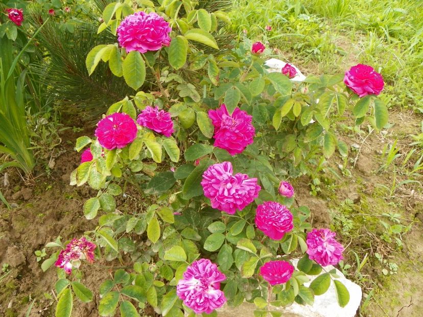 Rose de Rescht - Trandafiri 2019 1
