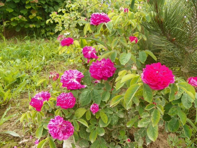 Rose de Rescht - Trandafiri 2019 1