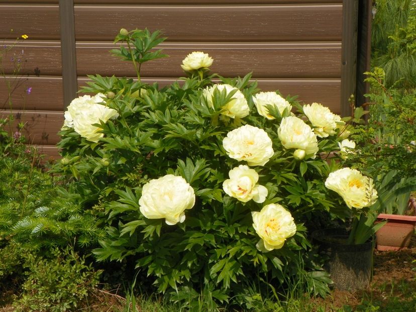 Bartzella - Irisi si bujori 2019