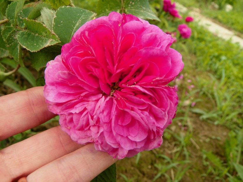 Duc de Cambridge - Trandafiri 2019 1