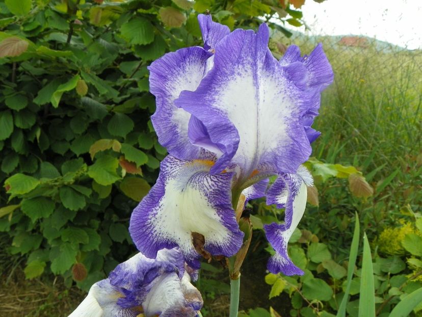 Rococo - Irisi si bujori 2019