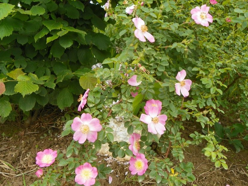 rosa rubiginosa - Trandafiri 2019 1