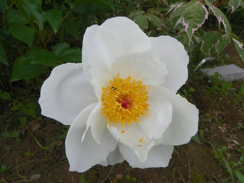 portaltoi High Noon - Irisi si bujori 2019