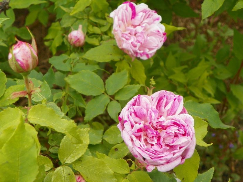 Honorine de Brabant - Trandafiri 2019 1