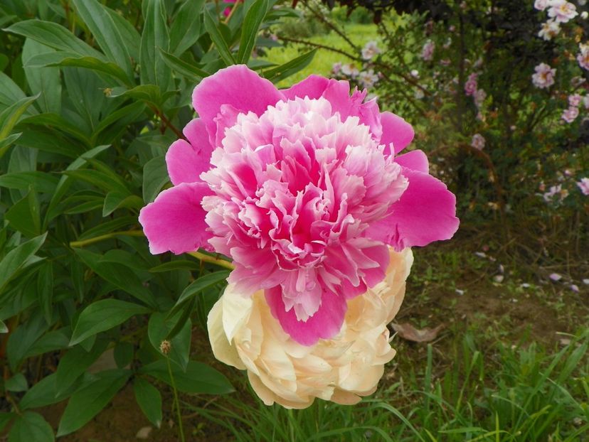 Mme. Furtado si Coral Sunset - Irisi si bujori 2019