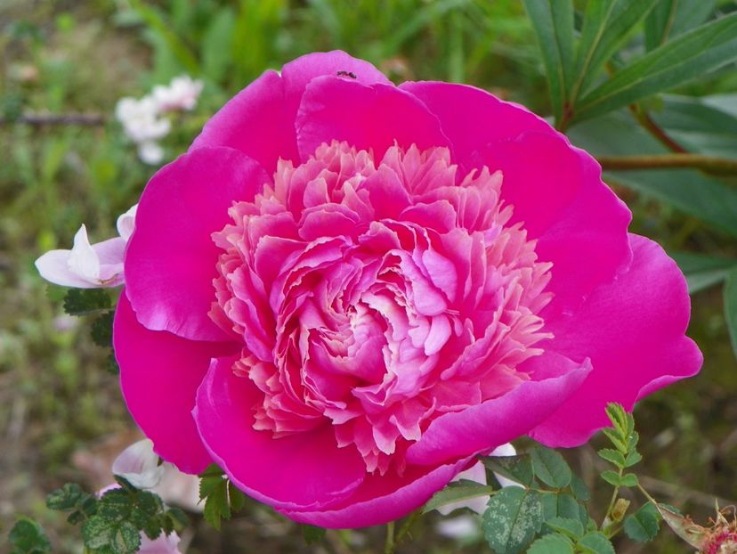 Mme. Furtado - Irisi si bujori 2019