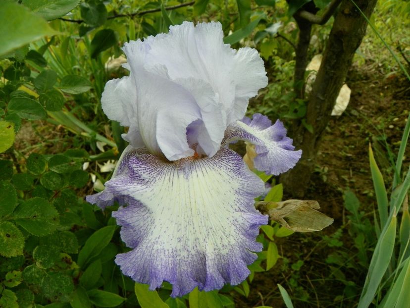 Acoma - Irisi si bujori 2019