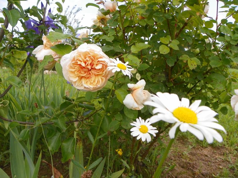 Jayne Austin - Trandafiri 2019 1