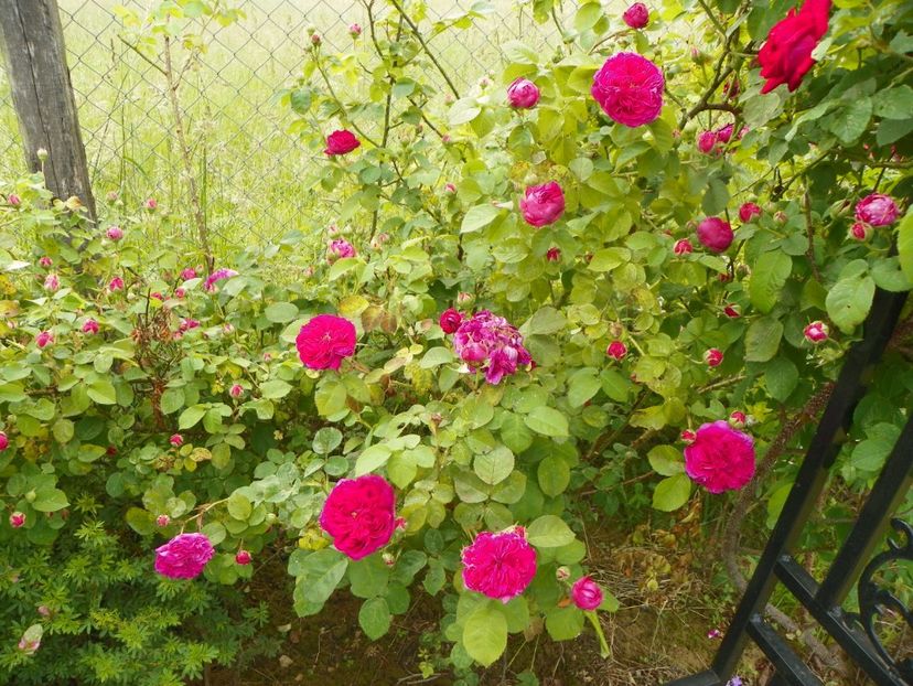 Gipsy Boy - Trandafiri 2019 1