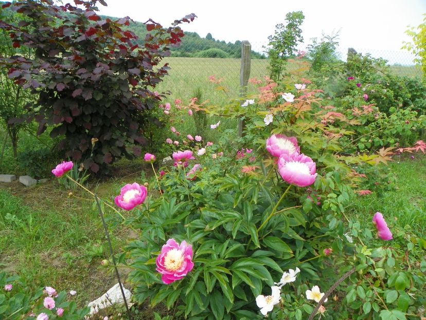 Bowl of Beauty - Irisi si bujori 2019