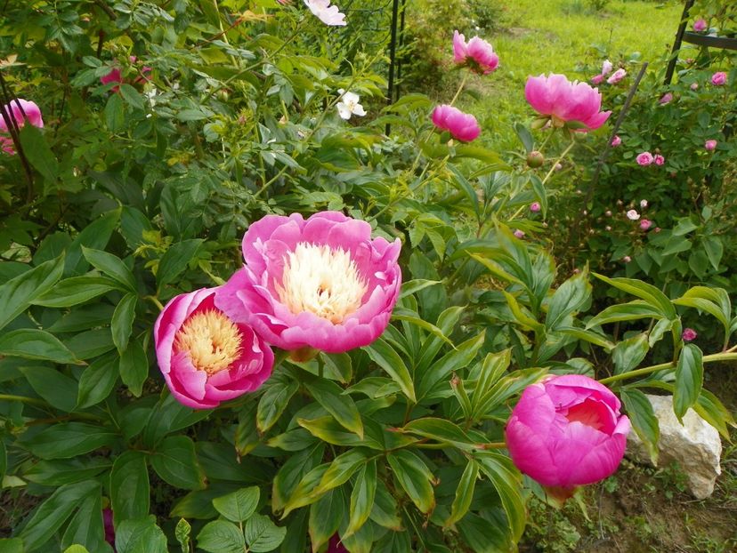 Bowl of Beauty - Irisi si bujori 2019
