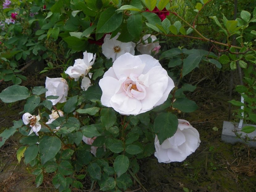 Souvenir de St. Anne - Trandafiri 2019 1