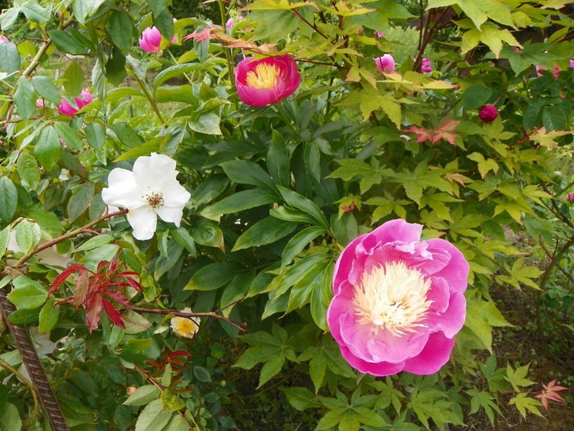 Bowl of Beauty - Irisi si bujori 2019