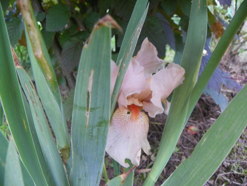 Edward of Windsor - Irisi si bujori 2019