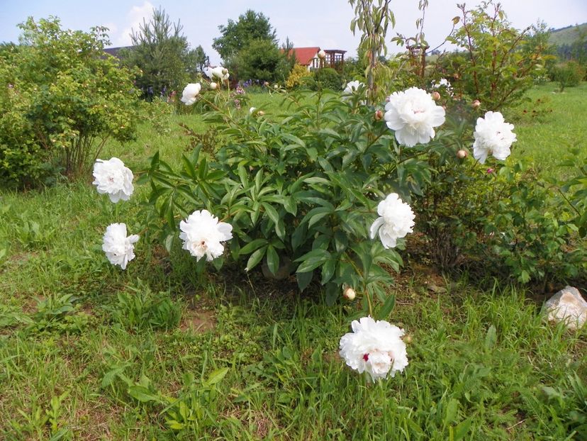 Festiva Maxima - Irisi si bujori 2019
