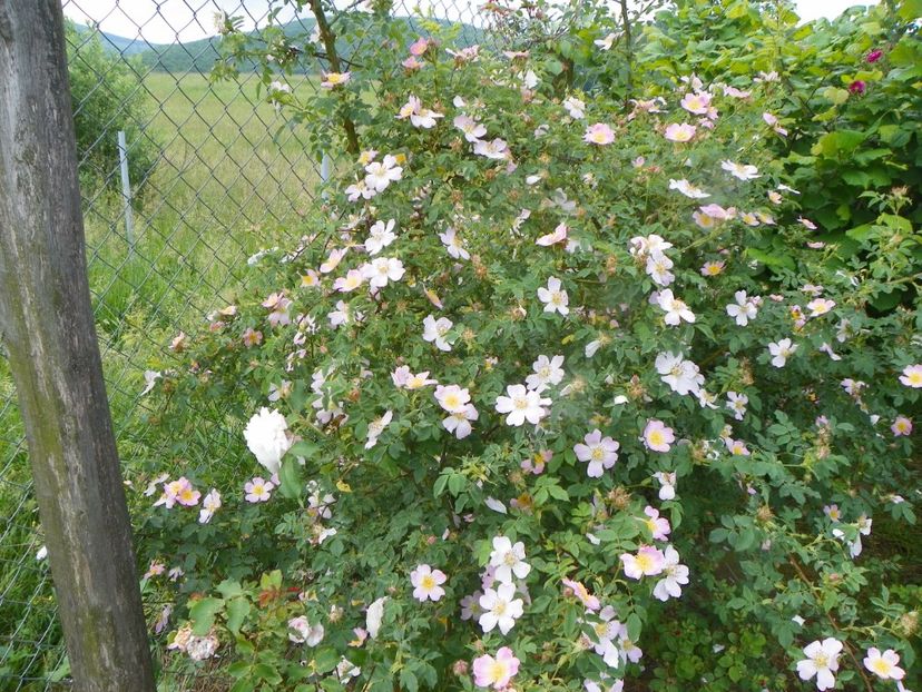 rosa canina - Trandafiri 2019 1