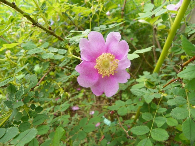 rosa californica - Trandafiri 2019 1