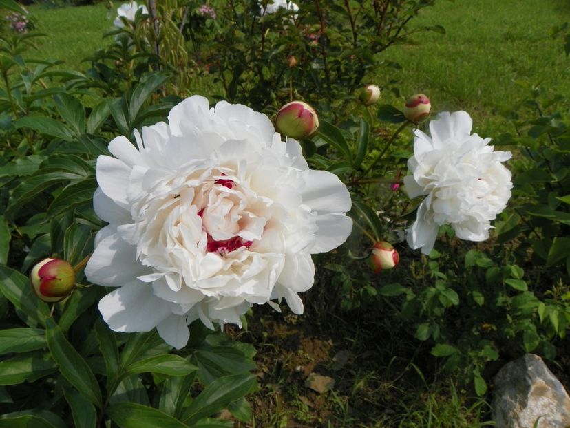 Festiva Maxima - Irisi si bujori 2019