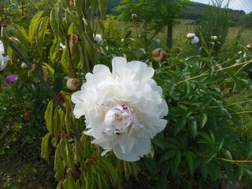 Festiva Maxima - Irisi si bujori 2019