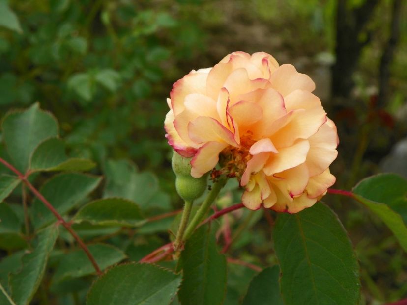 Buff Beauty - Trandafiri 2019 1