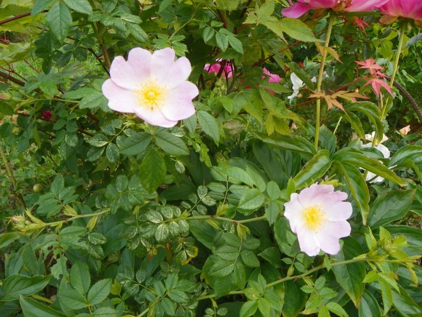 rosa canina - Trandafiri 2019 1