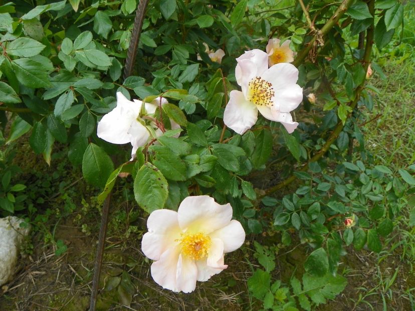 Sally Holmes - Trandafiri 2019 1