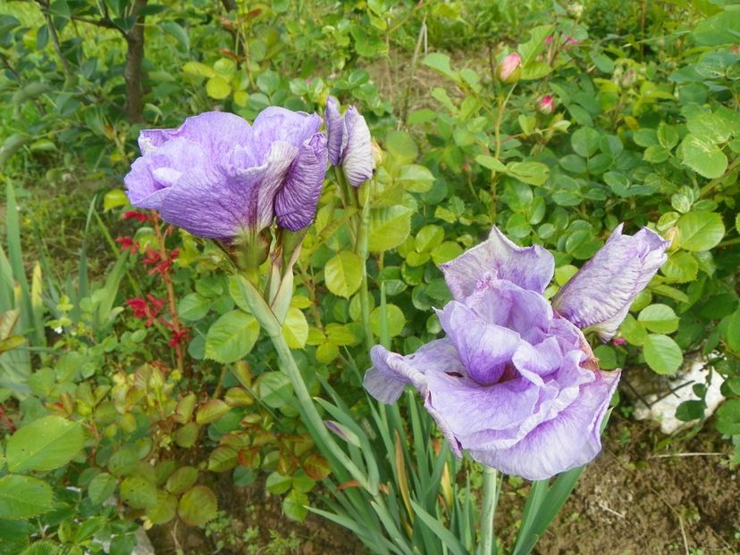 iris sibirica Imperial Opal - Irisi si bujori 2019