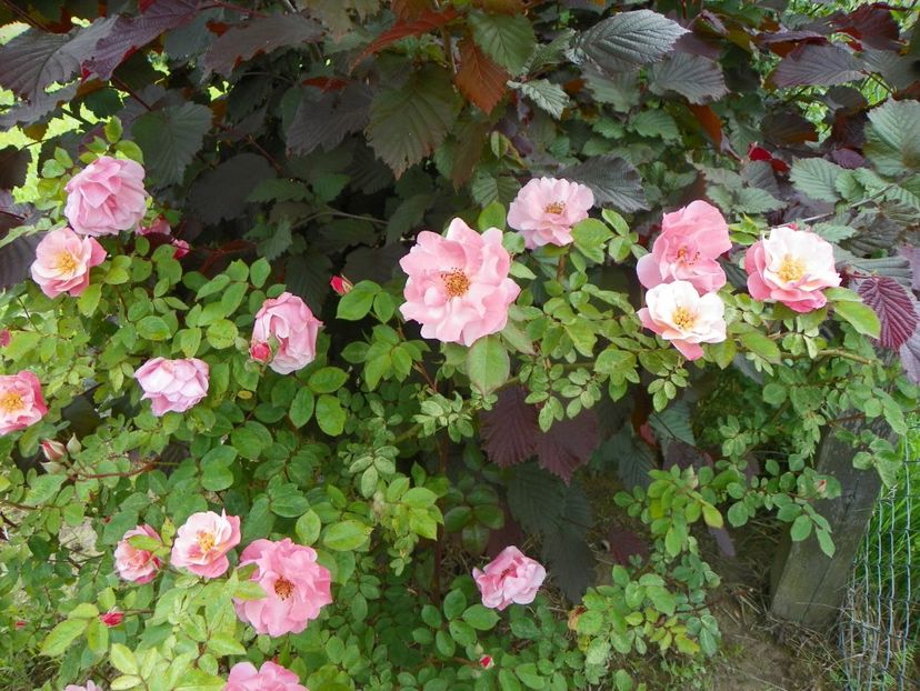 Clair Matin - Trandafiri 2019 1