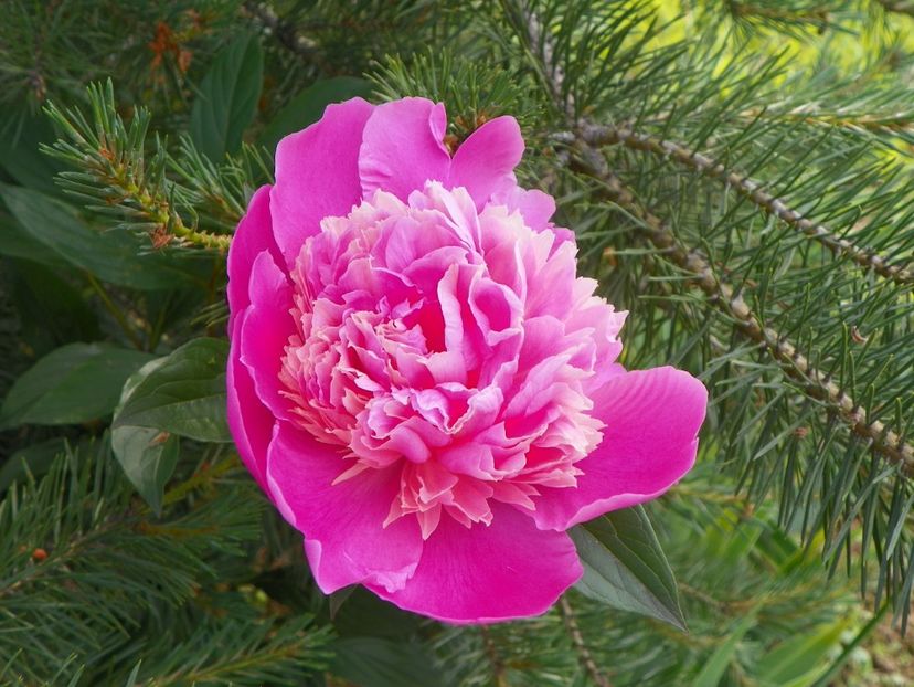 Mme. Furtado - Irisi si bujori 2019