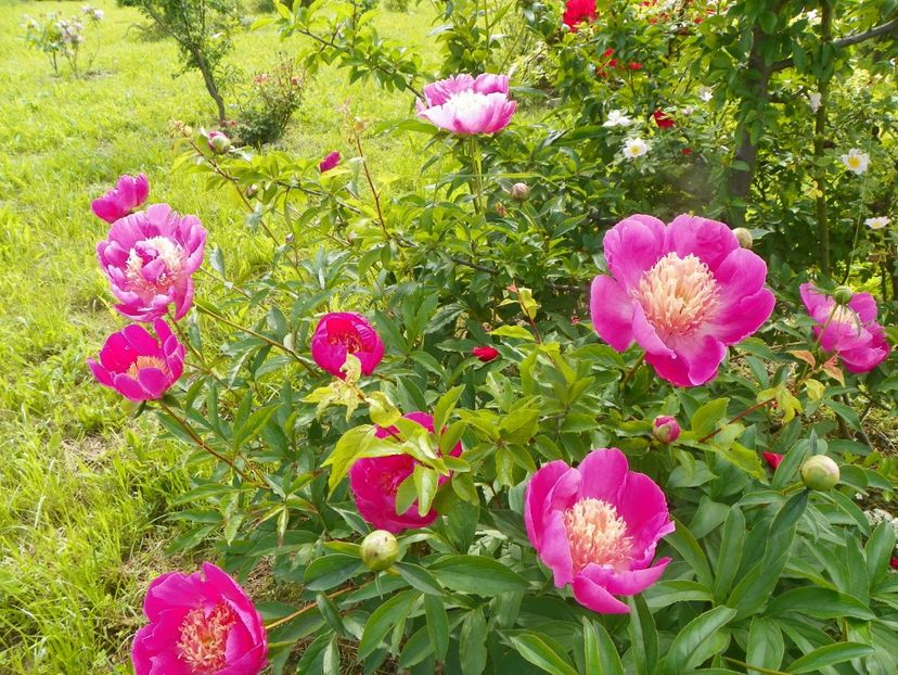 Largo - Irisi si bujori 2019