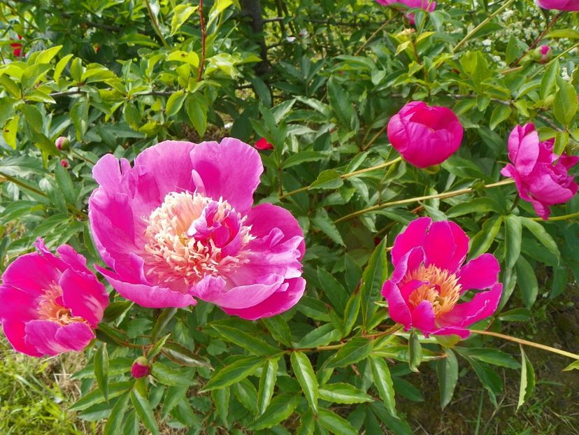 Largo - Irisi si bujori 2019