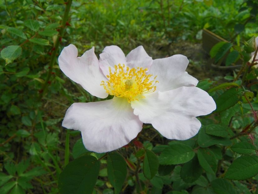 rosa sancta - Trandafiri 2019 1