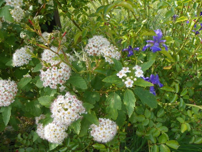 iris sibirica - Irisi si bujori 2019