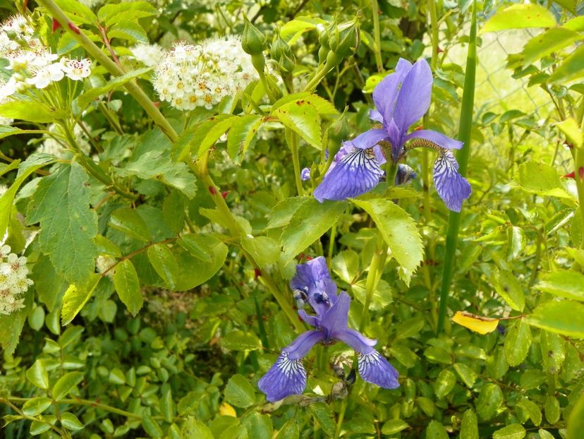 iris sibirica - Irisi si bujori 2019