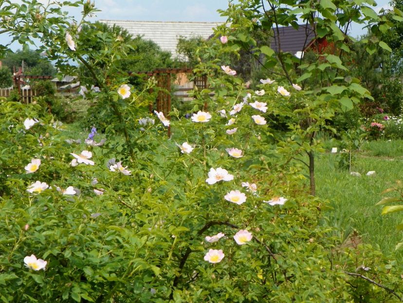 rosa canina - Trandafiri 2019 1
