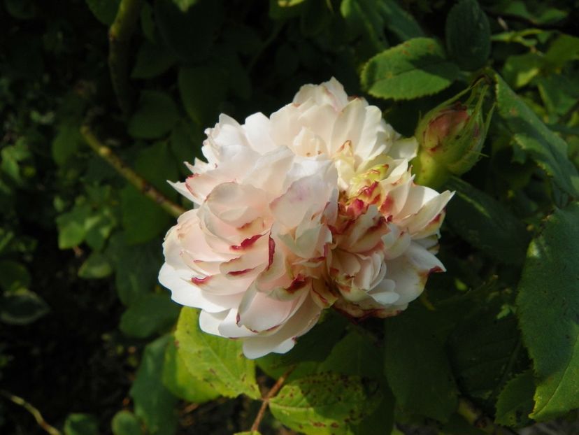 White Jacques Cartier - Trandafiri 2019 1