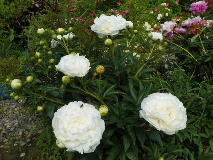 Mother's Choice - Irisi si bujori 2019