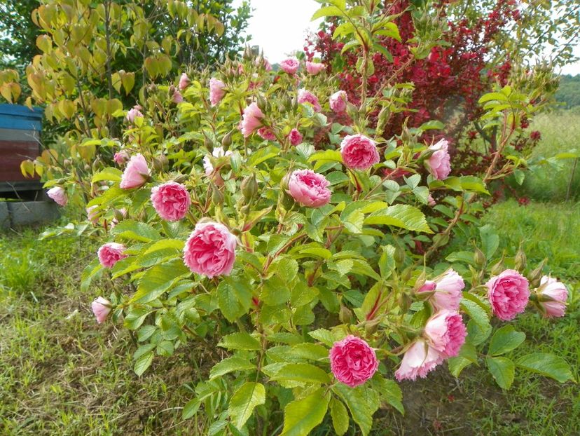 Pink Grootendorst - Trandafiri 2019 1
