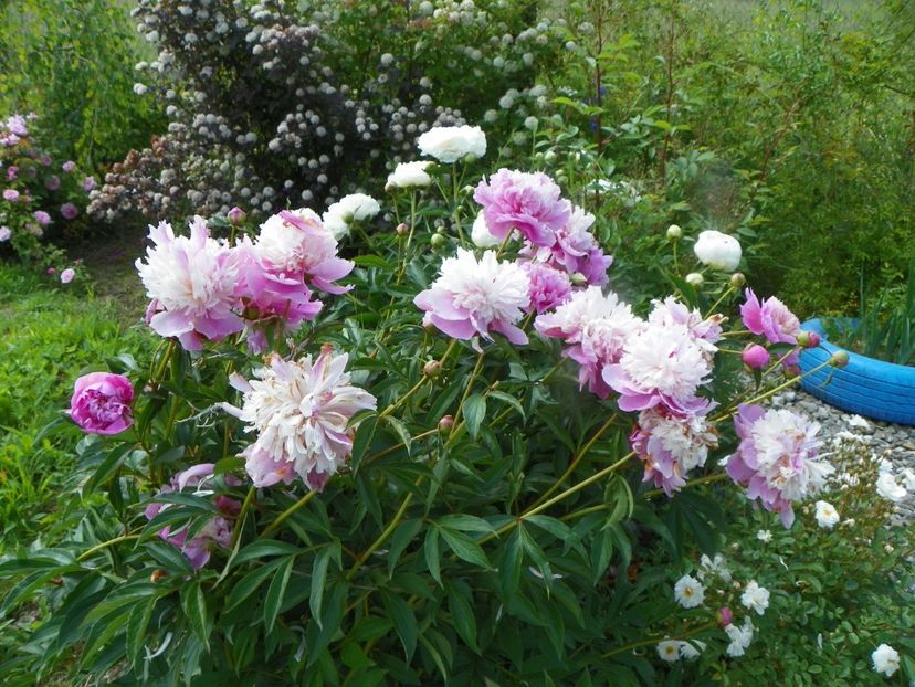 Sorbet - Irisi si bujori 2019