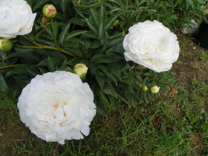 Mother's Choice - Irisi si bujori 2019