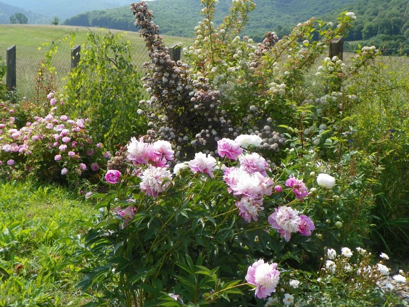 Sorbet - Irisi si bujori 2019