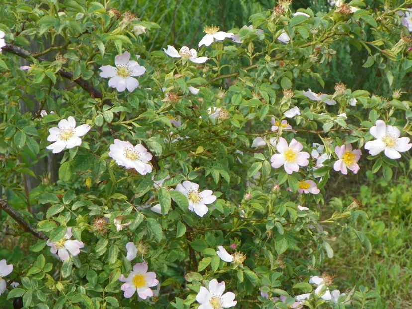 rosa canina - Trandafiri 2019 1