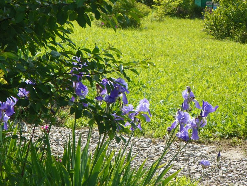 iris germanica Pallida - Irisi si bujori 2019