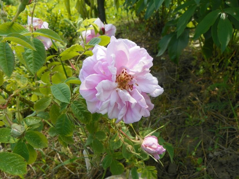 rosa damascena - Trandafiri 2019 1