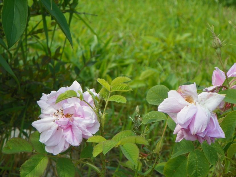 rosa damascena - Trandafiri 2019 1