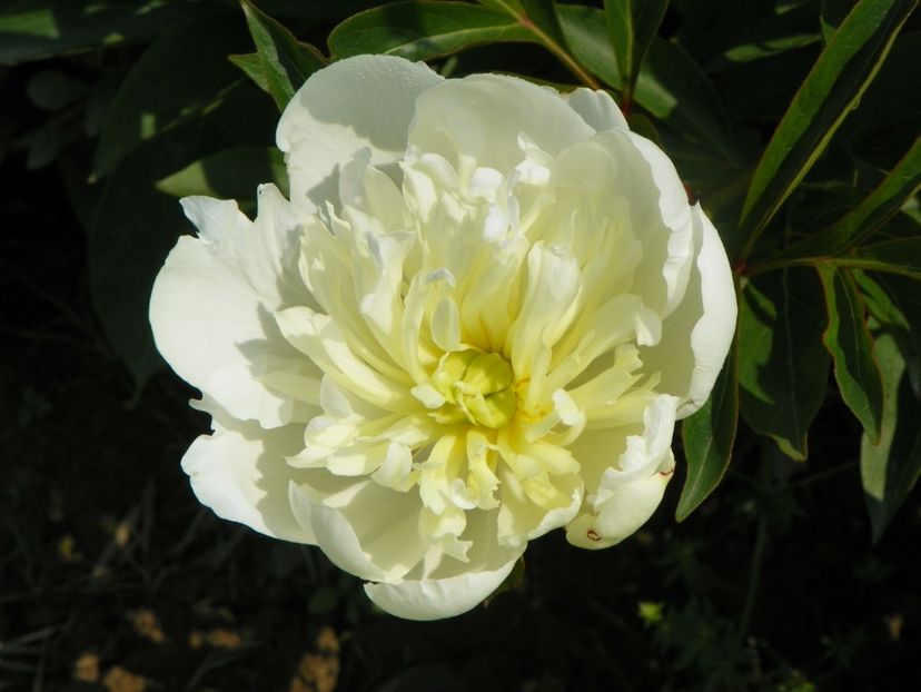 Primevere - Irisi si bujori 2019