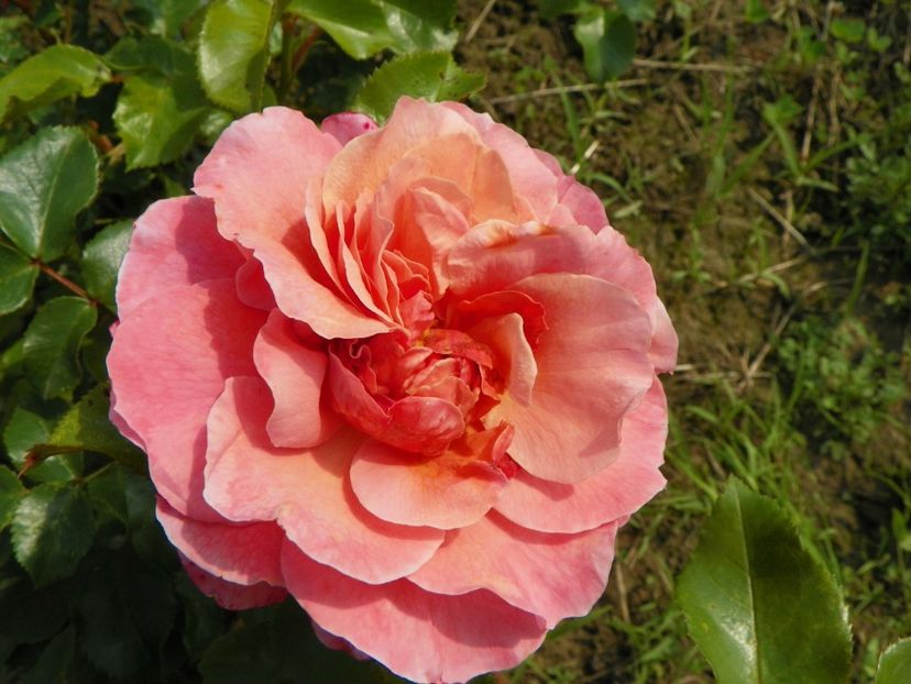 Marie Curie - Trandafiri 2019 1