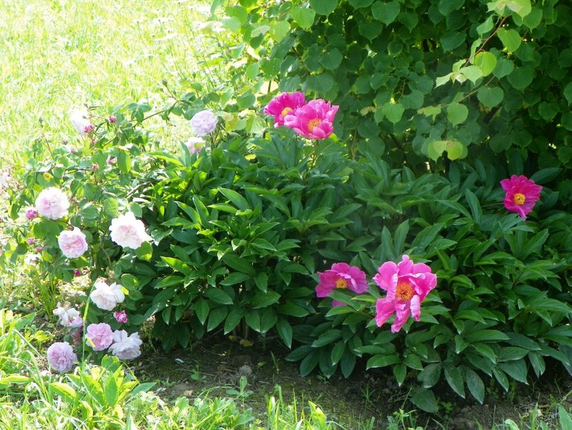 Dancing Butterfly - Irisi si bujori 2019