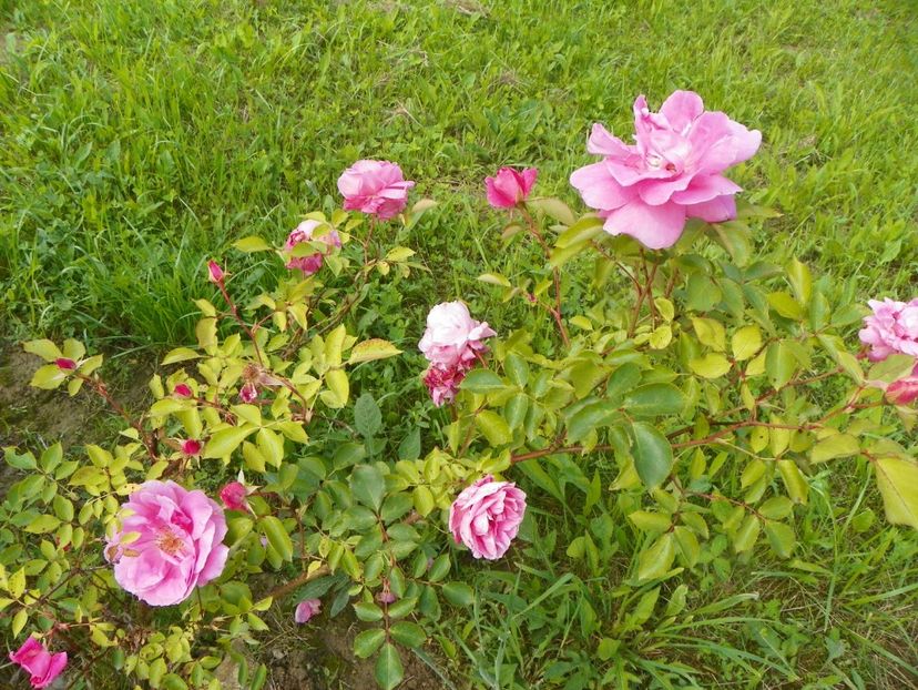 Katy Road Pink - Trandafiri 2019 1