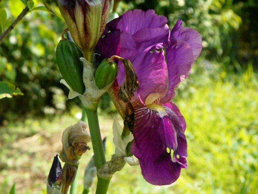 Crimson King - Irisi si bujori 2019